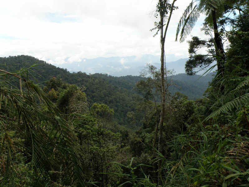 Bukit Larut forest near Taiping, Hanumann 2009