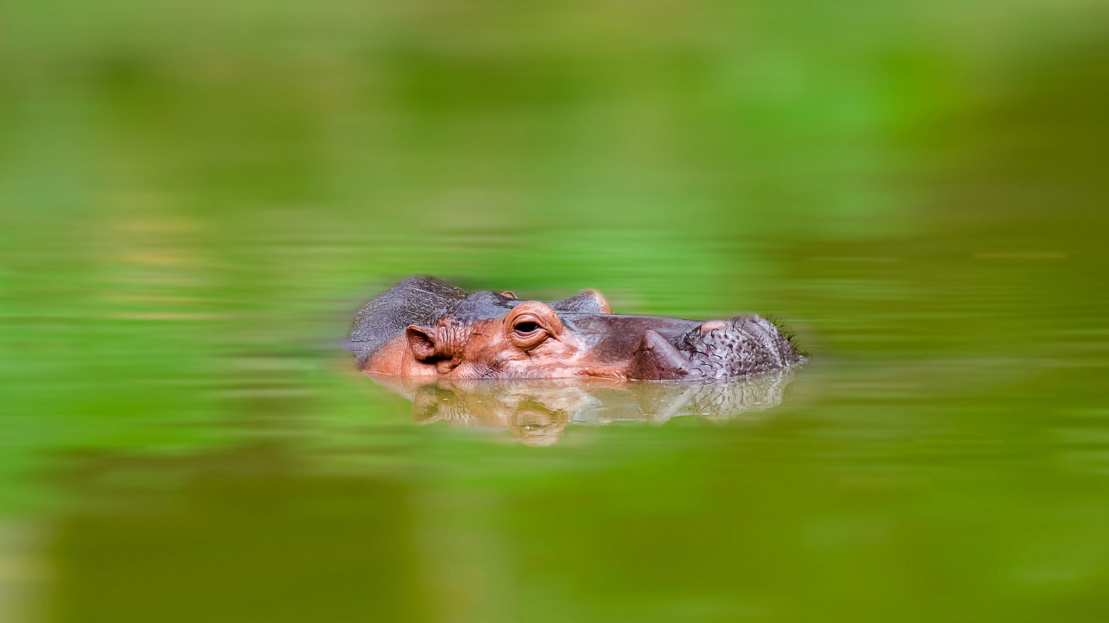 Hippopotamus at Taiping Zoo in Perak