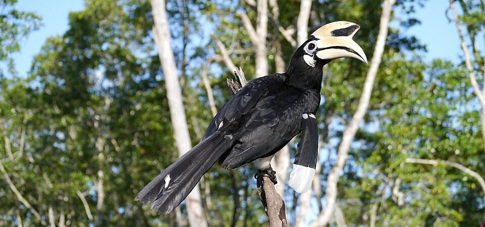 Taiping Bird Week 2026: 17–18 October Dates Confirmed, Programme Still Pending