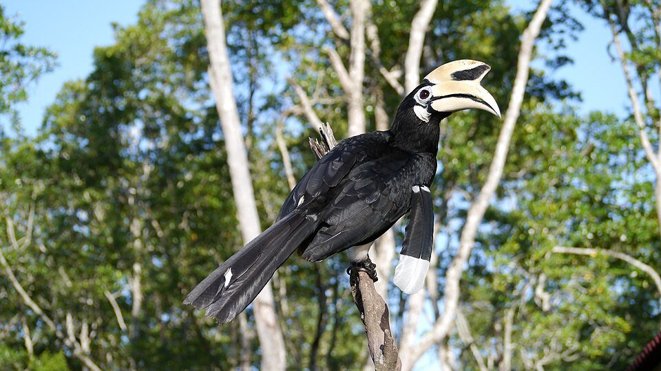 Oriental Pied Hornbill, representative image for Taiping Bird Week 2026
