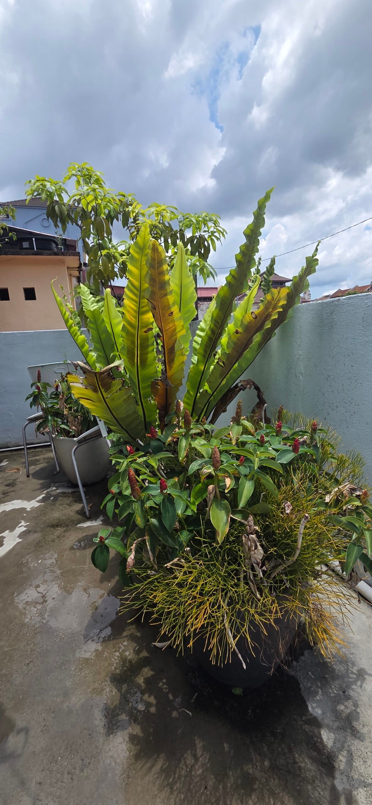 Tropical plants in pots on the garden terrace of Sojourn Beds & Cafe in Taiping